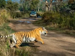 To protect the ecology, the national government designates a certain area as a national park. A national park may be created for the enjoyment of the general public, for scientific or historical reasons, or both.