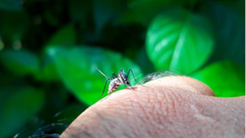 In addition to being a major annoyance when they enter your home, mosquitoes frequently carry or transmit a number of serious, sometimes fatal diseases to you and your family. Even though they are present all throughout the world, mosquitoes may survive just as well in warm, 